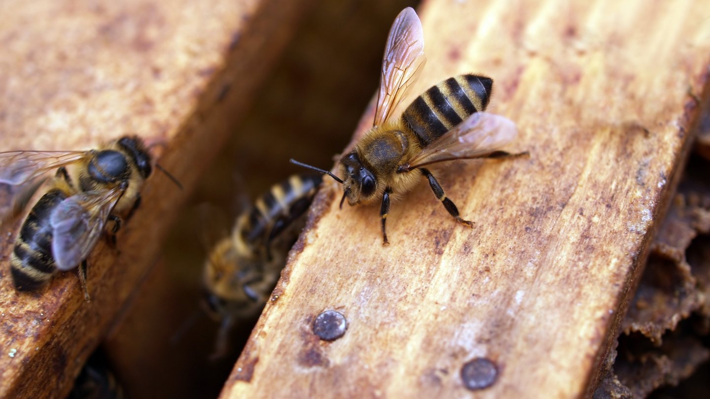 Das Bild zeigt zwei Bienen in einem Insektenhotel.