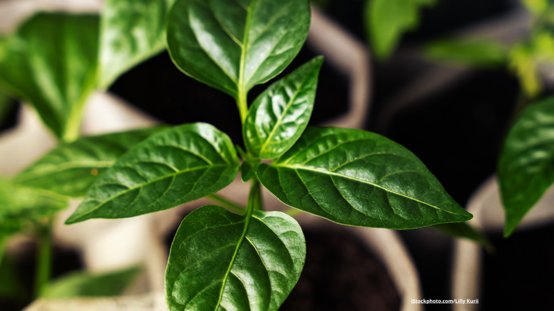 Urban Gardening: Was wächst auf dem Balkon?