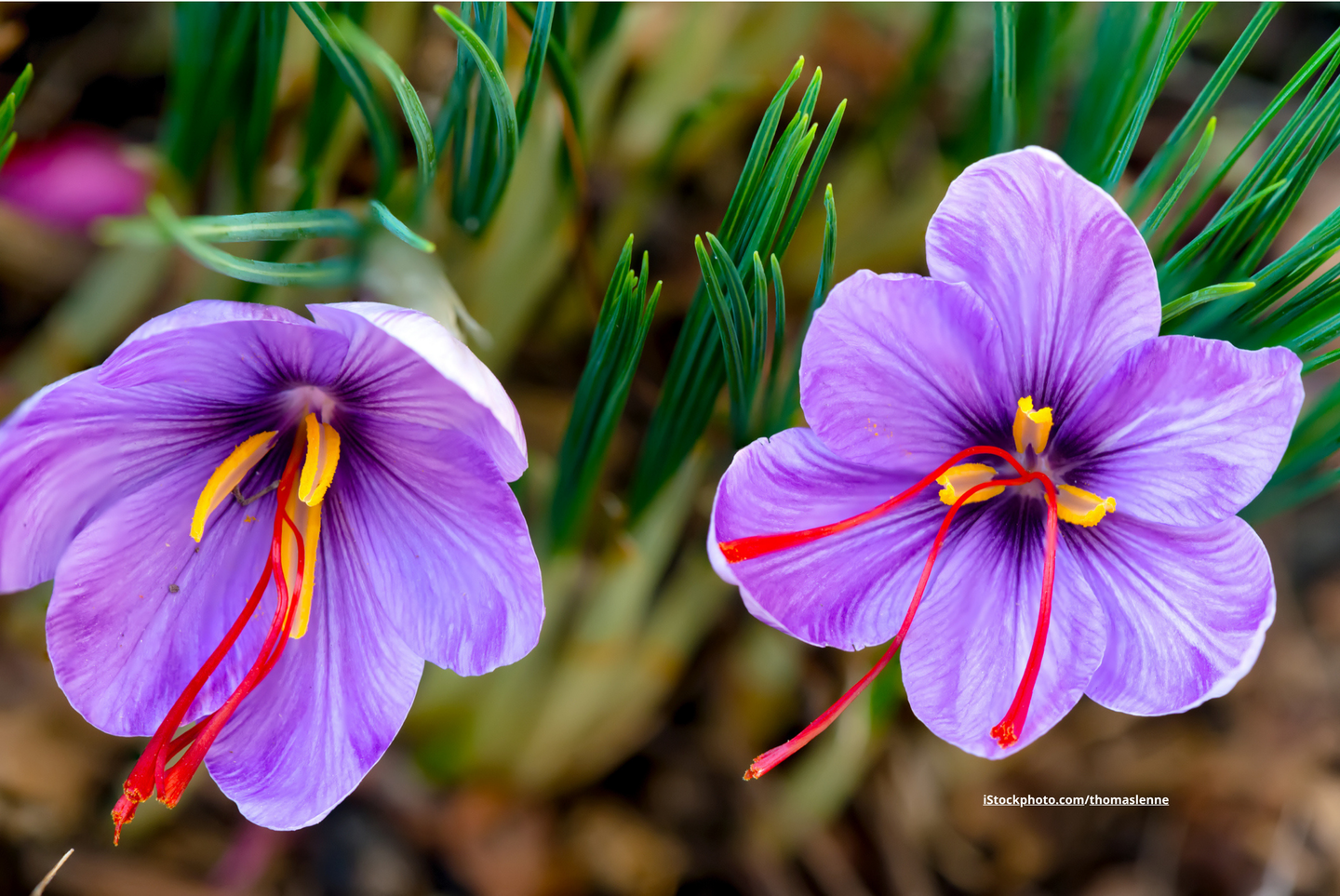 Das Bild zeigt die Blüten von Safran