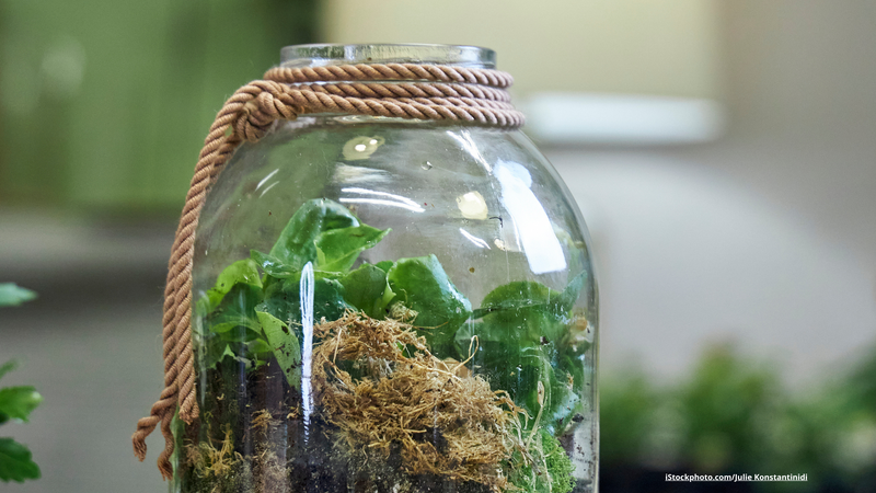 Upcycling-Idee: Mini-Garten im Altglas