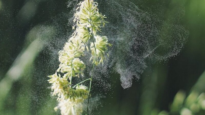 Frühjahrszeit ist Pollenzeit: So können Sie Ihre Augen beruhigen