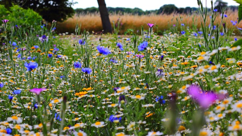Mehrjährige Wildblumen: Tipps und Empfehlungen, wie das Aussäen gelingt