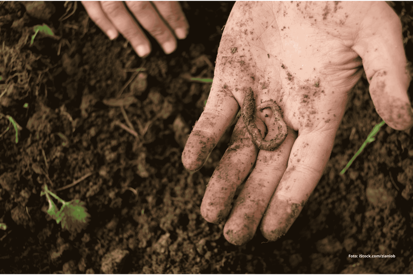 Das Foto zeigt eine Hand über der Erde, in welcher ein Regenwurm liegt. Foto: iStock.com/zianlob