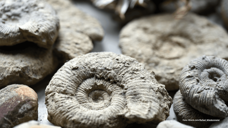 Fossilien sammeln: Hobby für Groß und Klein