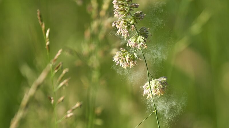 Gereizte Augen während des Pollenflugs: Diese Maßnahmen können die Symptome lindern