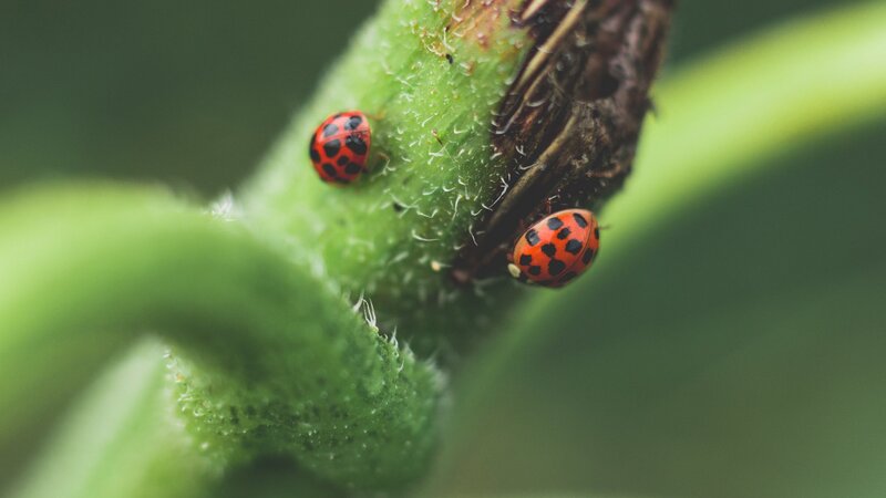 Kleine Krabbler ganz groß: Mit der Einschlaglupe classic auf Insektensuche