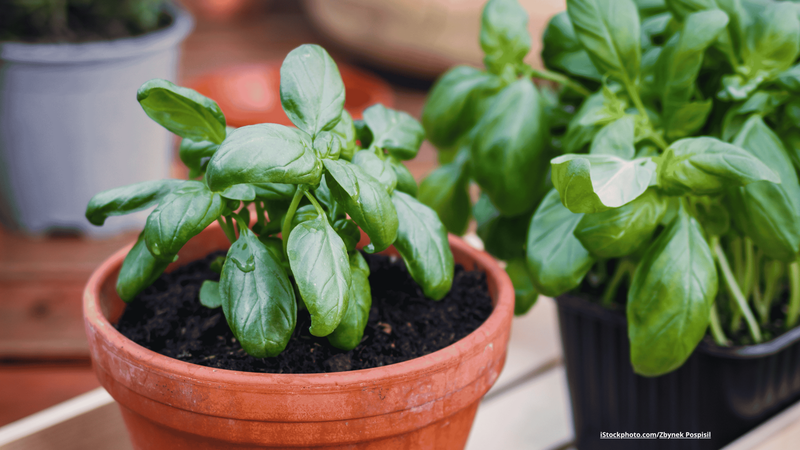 Urban Gardening DIY - in 5 Schritten zum Balkon-Garten