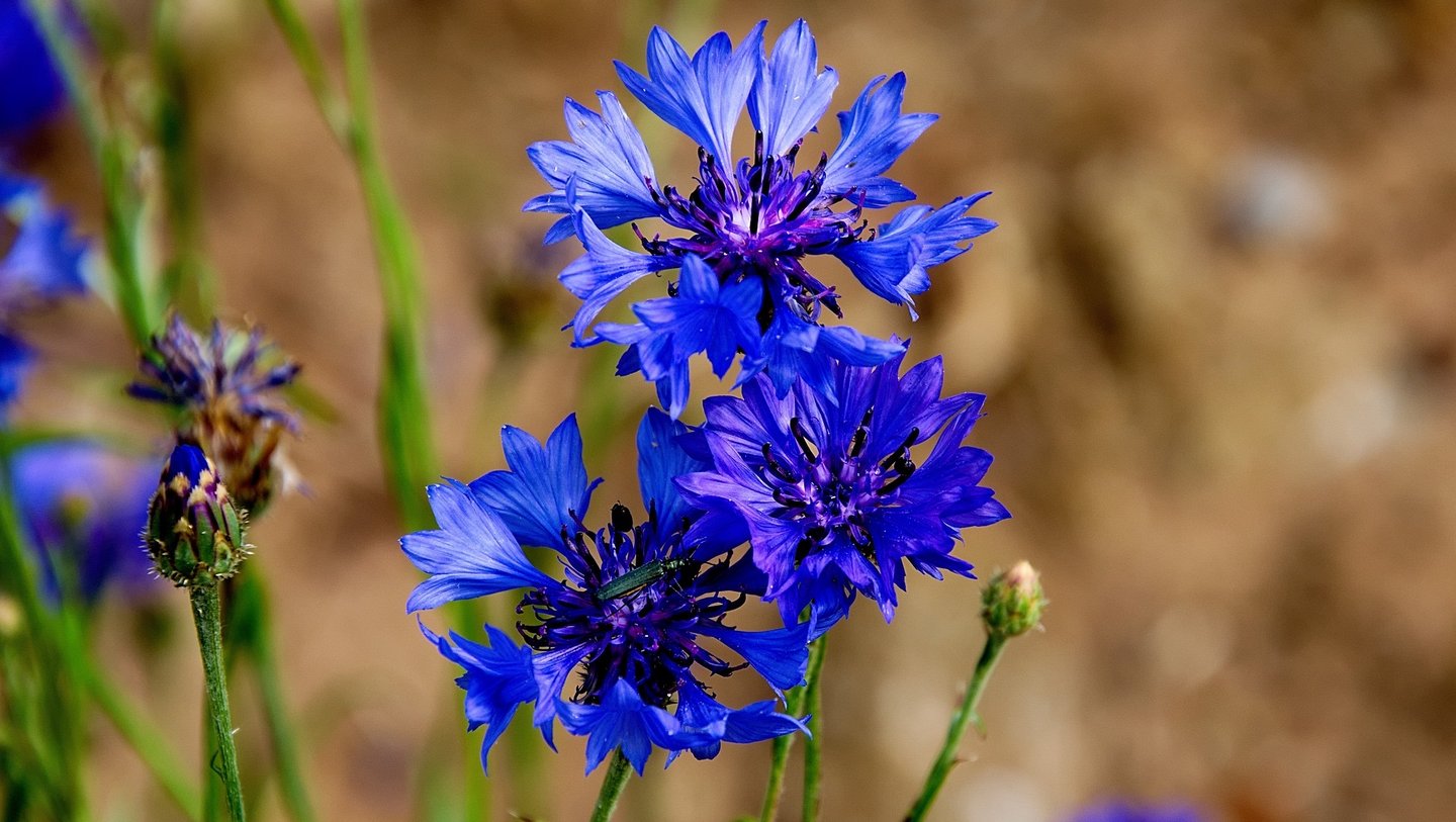 Das Bild zeigt eine blaue Kornblume.