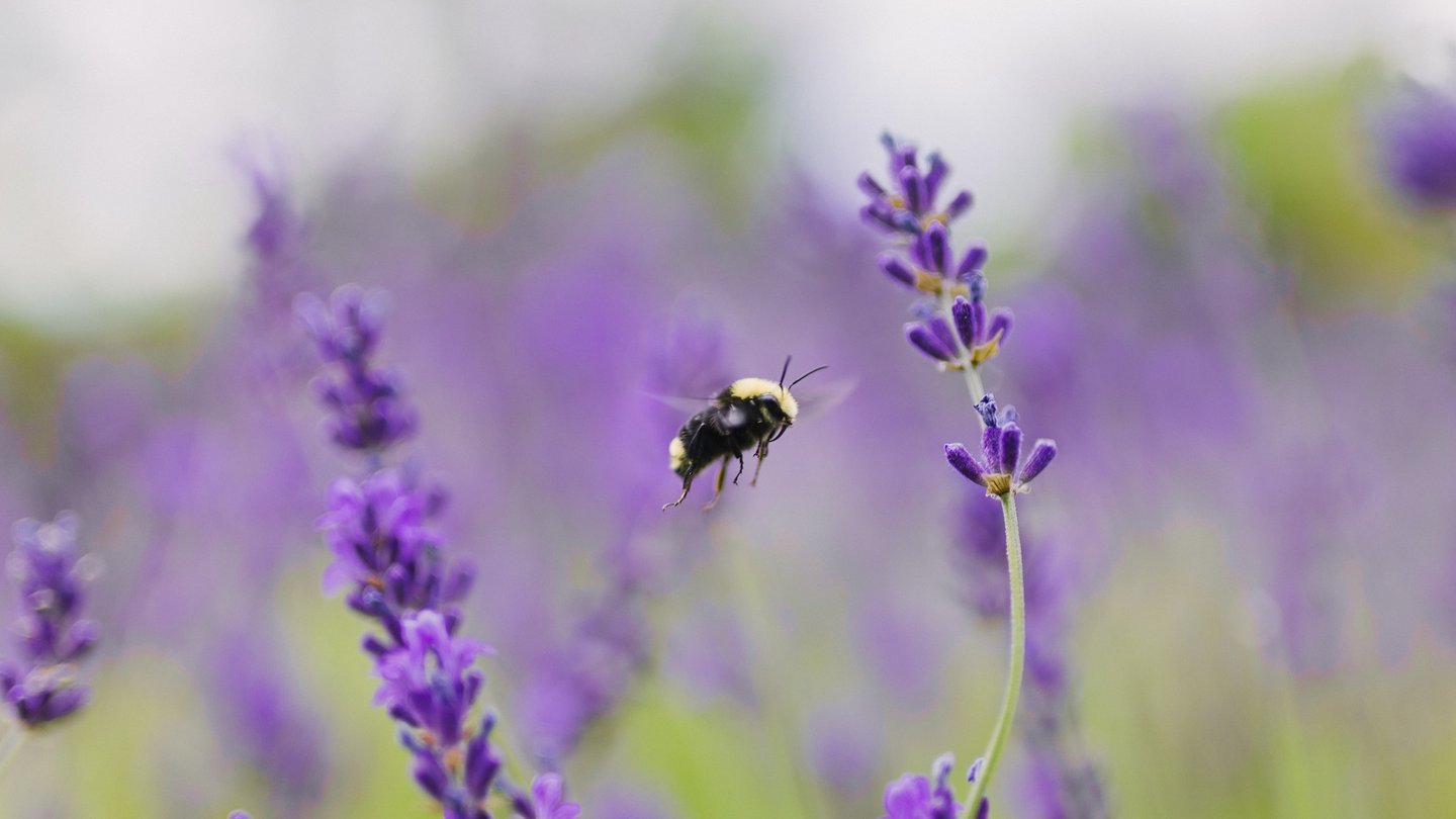 Das Bild zeigt eine Biene, die zwischen Lavendelpflanzen fliegt.