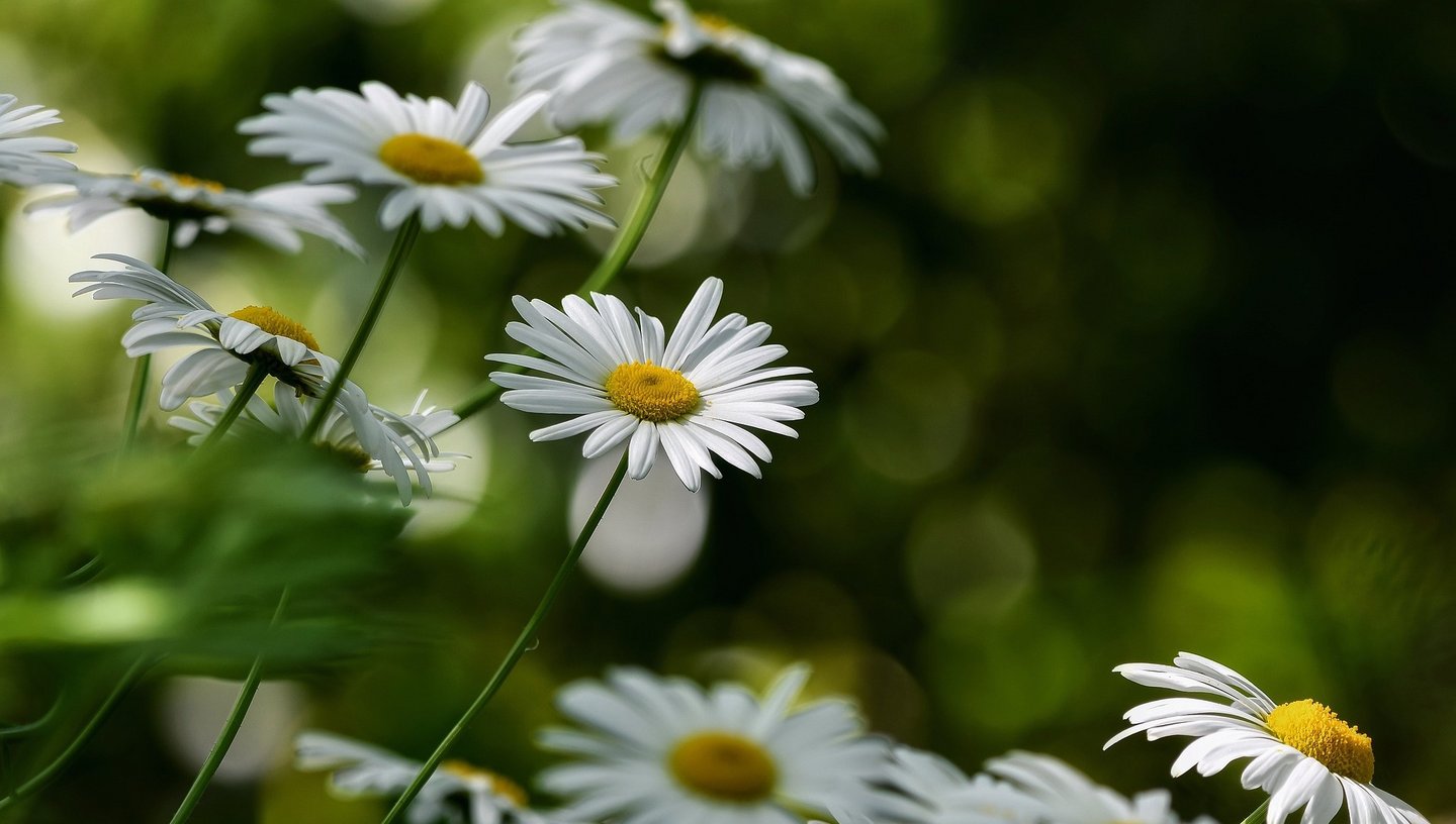 Das Foto zeigt Gänseblümchen