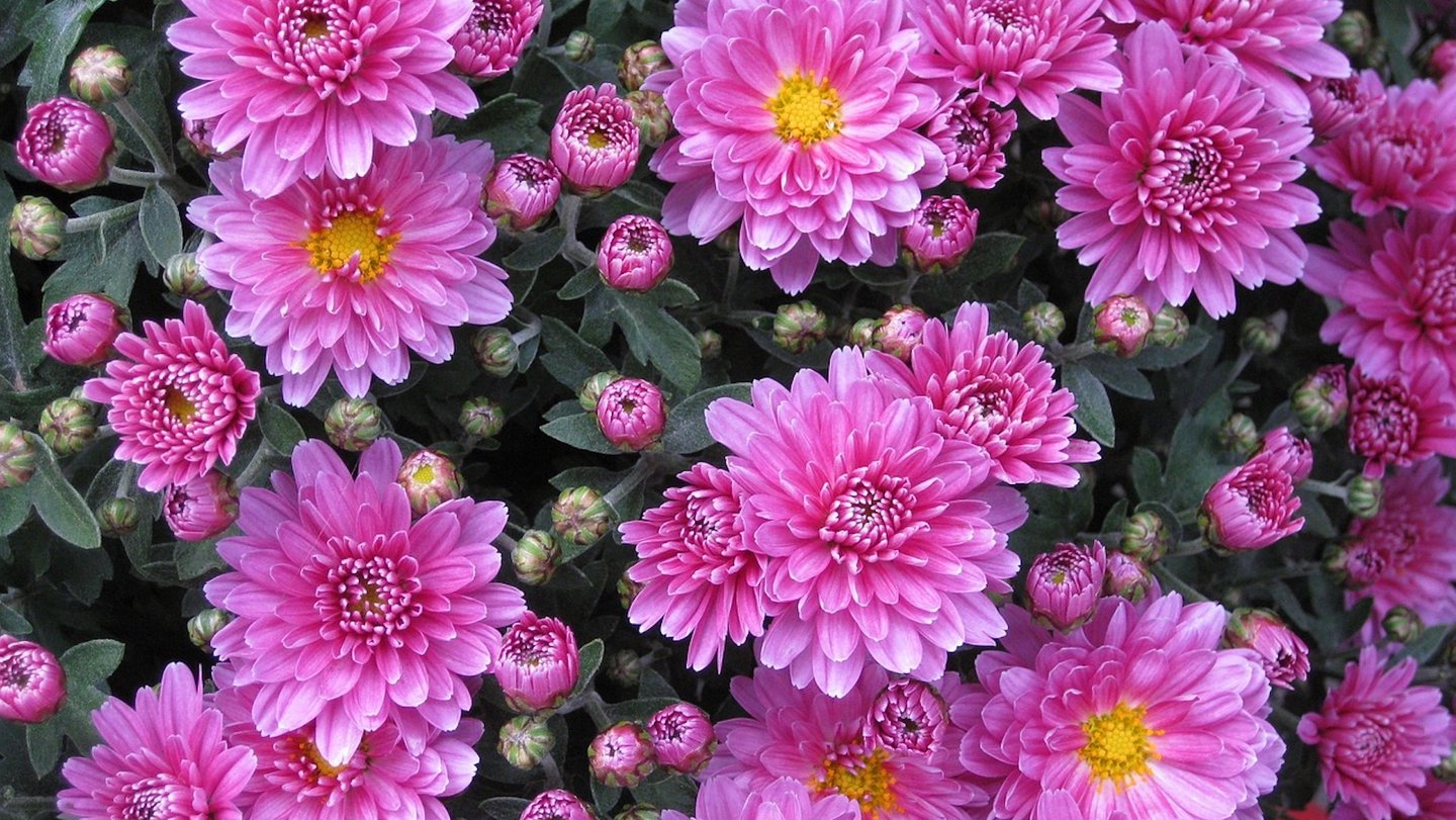 Das Bild zeigt pinke Chrysanthemen.