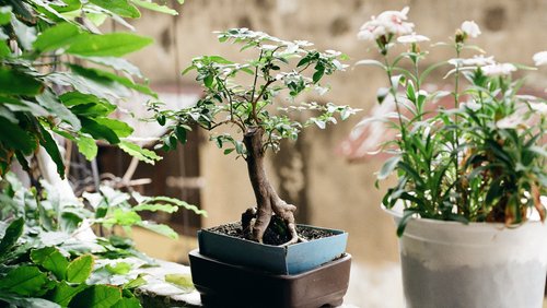 Japanische Gartenkunst: Einen Bonsai zchten mit laboCLIP  Eschenbach Optik