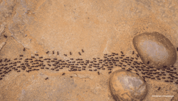 Das Foto zeigt eine Ameisenstraße auf braunem, steinigen Untergrund.