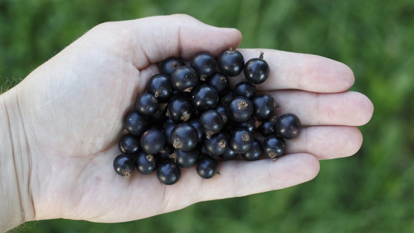 Hand mit schwarzen Johannisbeeren