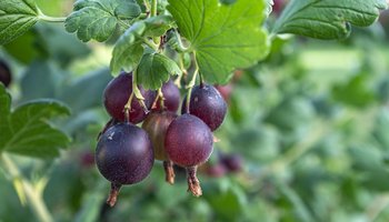 Das Bild zeigt Jostabeeren an einem Baumzweig.