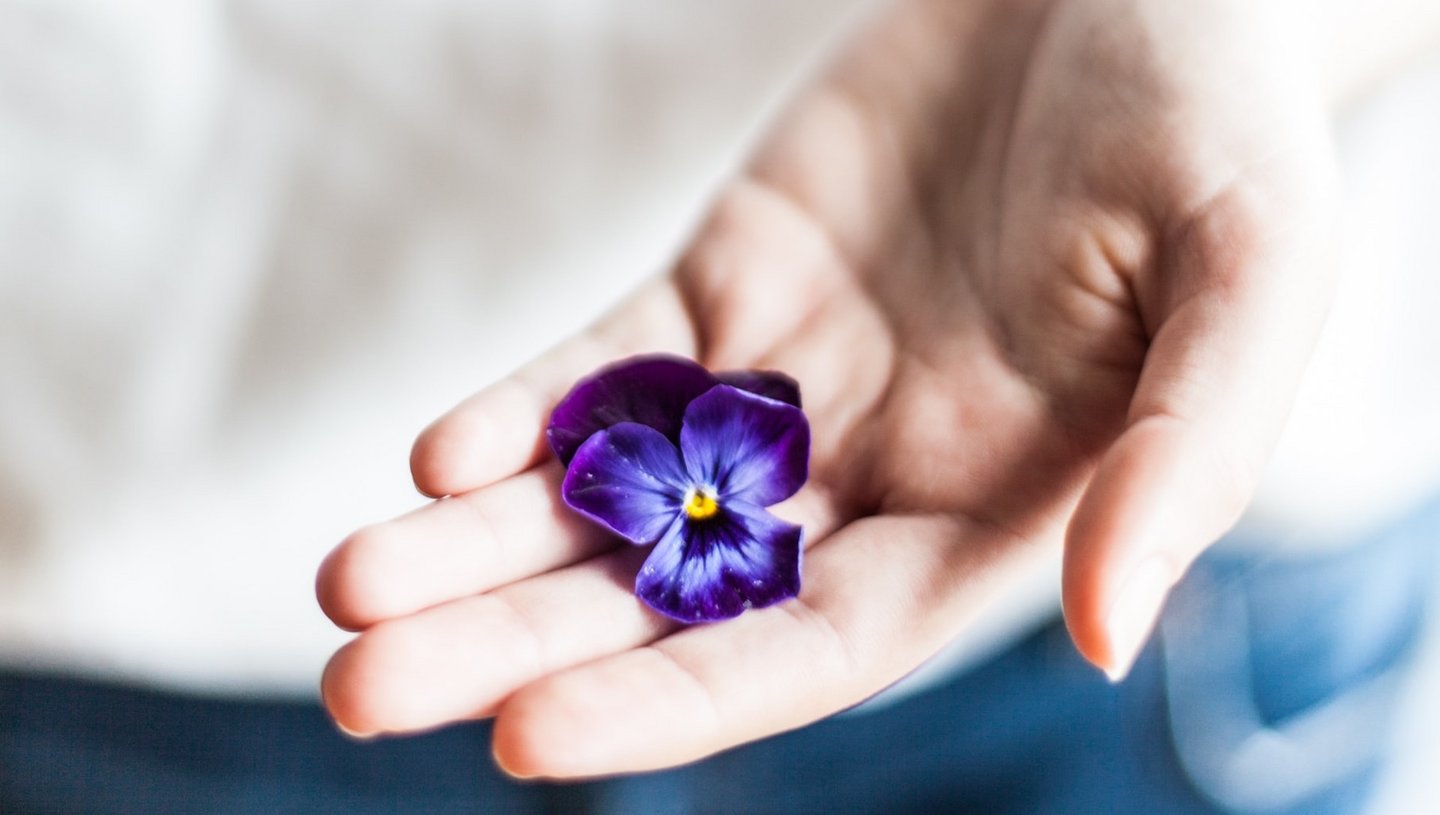 Das Bild zeigt eine lila Stiefmütterchenblüte in einer Hand.