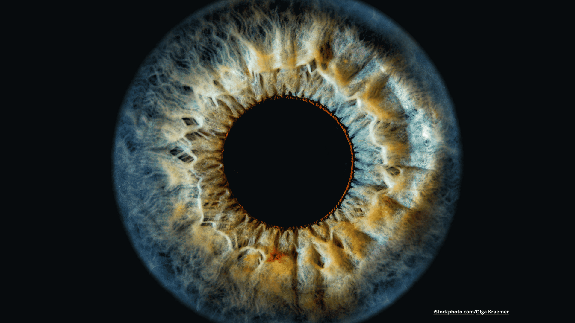 Eine blaue Iris auf schwarzem Hintergrund.