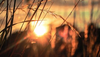 Das Bild zeigt die Sonne hinter Gräsern.