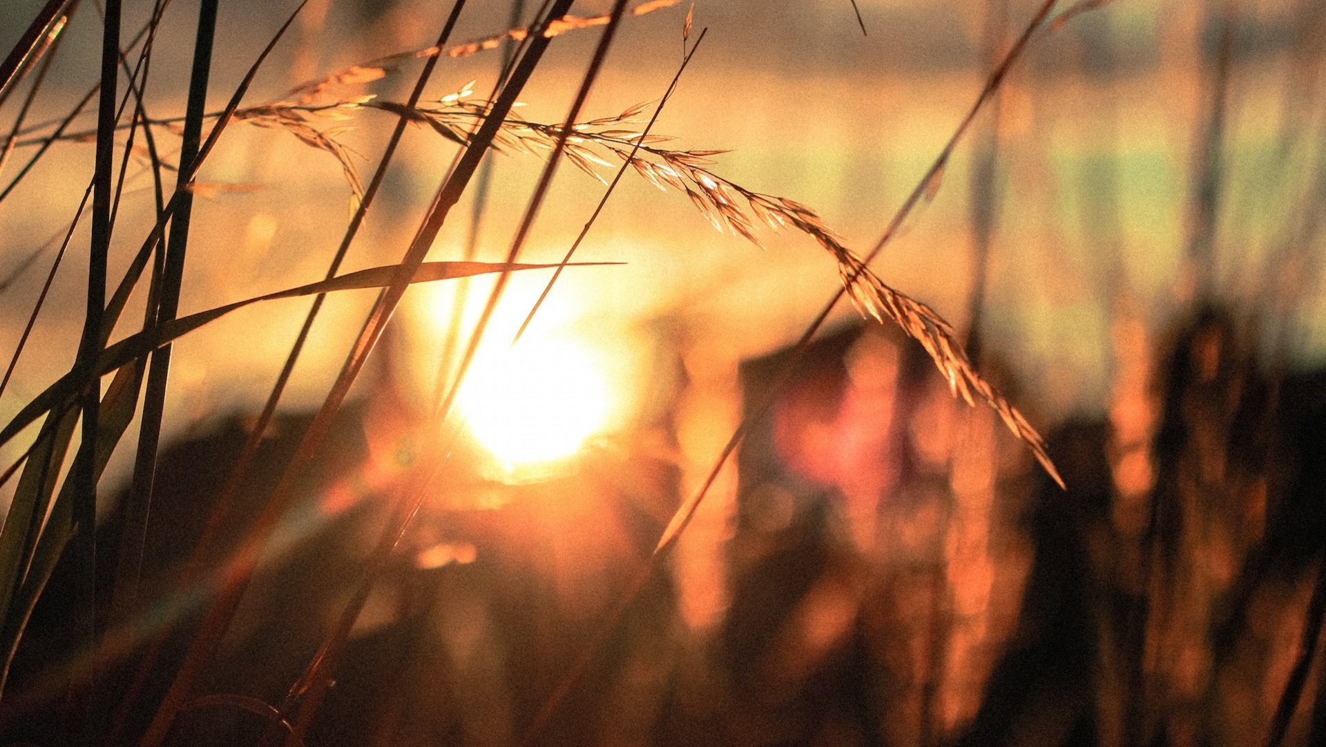 Das Bild zeigt die Sonne hinter Gräsern.