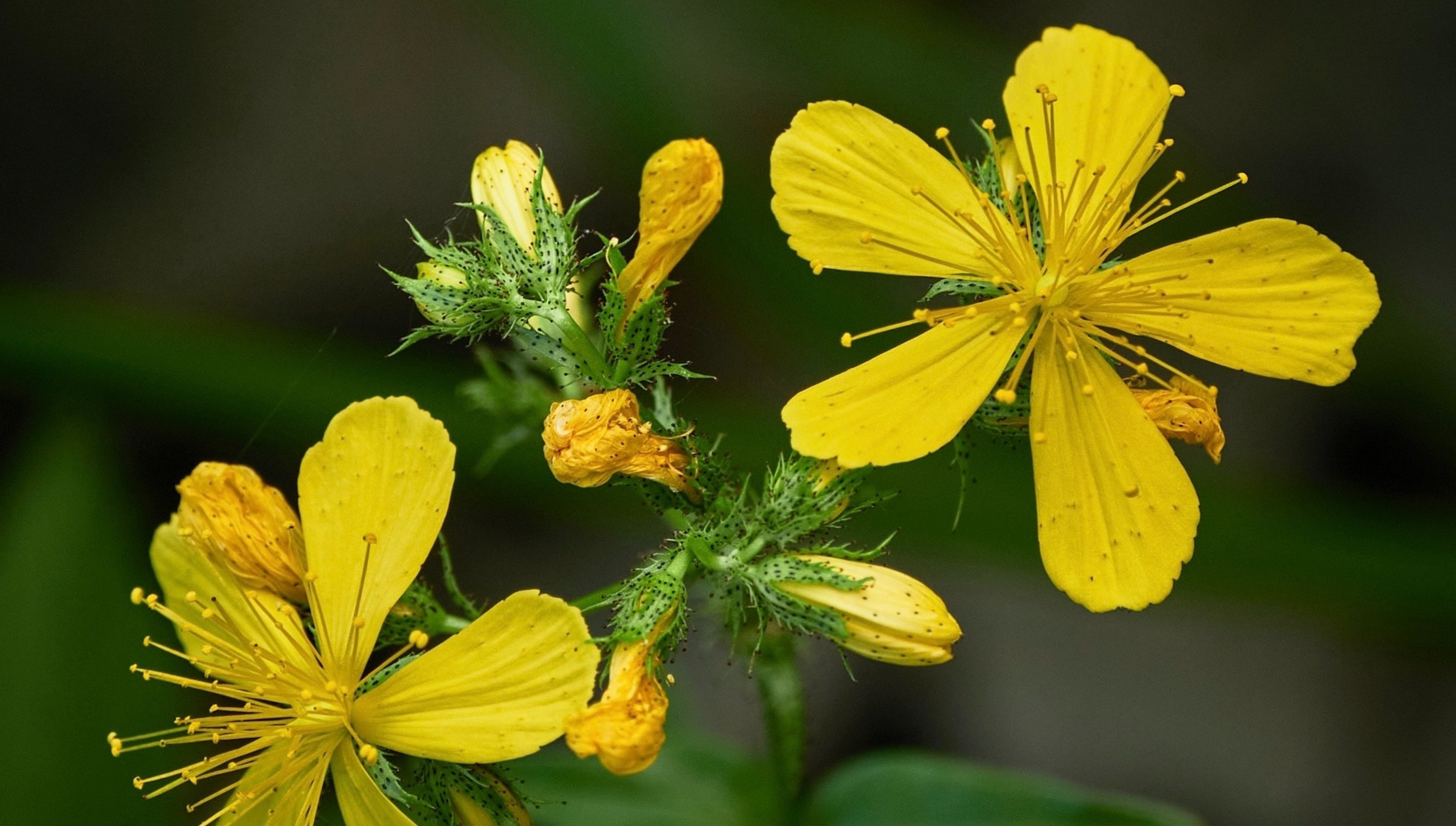 Wildblumenwiese Mehrjährige Wildblumen richtig aussäen Eschenbach Optik