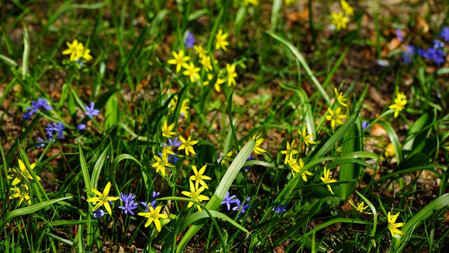 Das Foto zeigt gelbe und lila Frühblüher. 