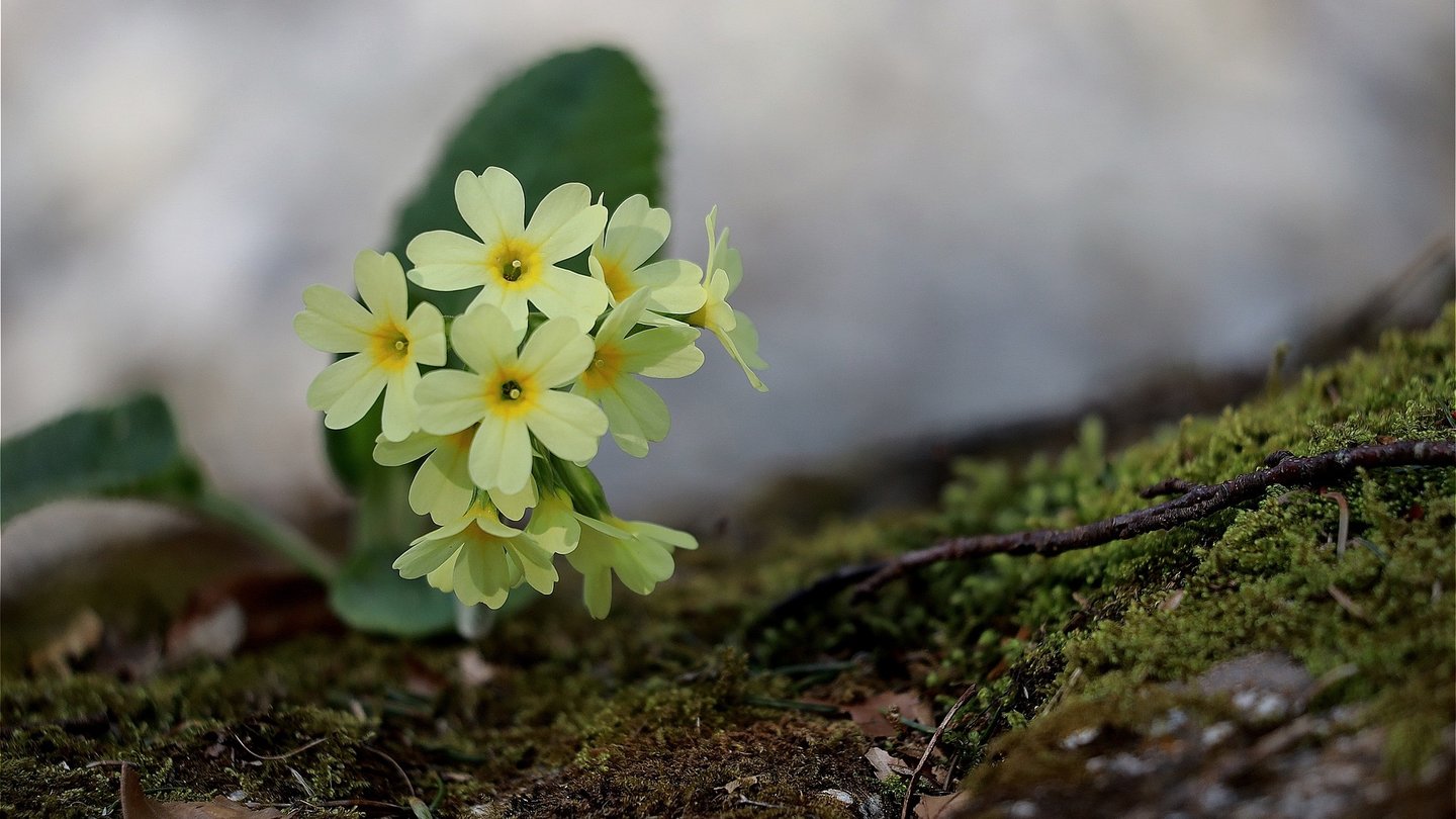 Das Foto zeigt eine gelbe Schlüsselblume im Wald.