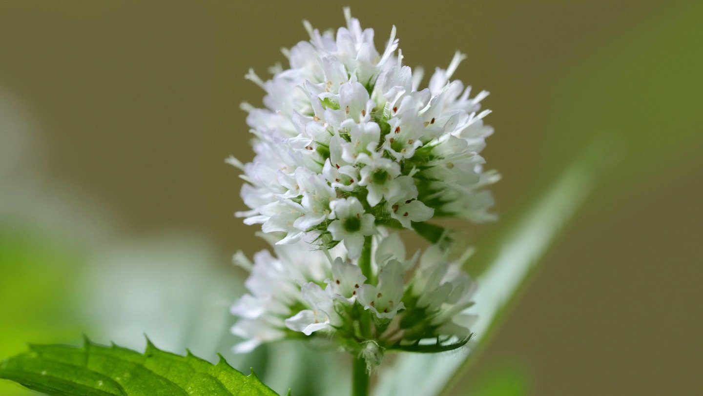 Das Foto zeigt eine Pfefferminzblüte.