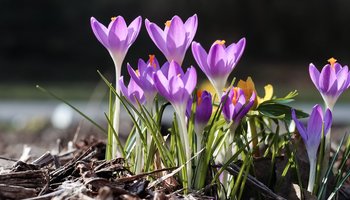 Das Bild zeigt lila Blumen im Wald.