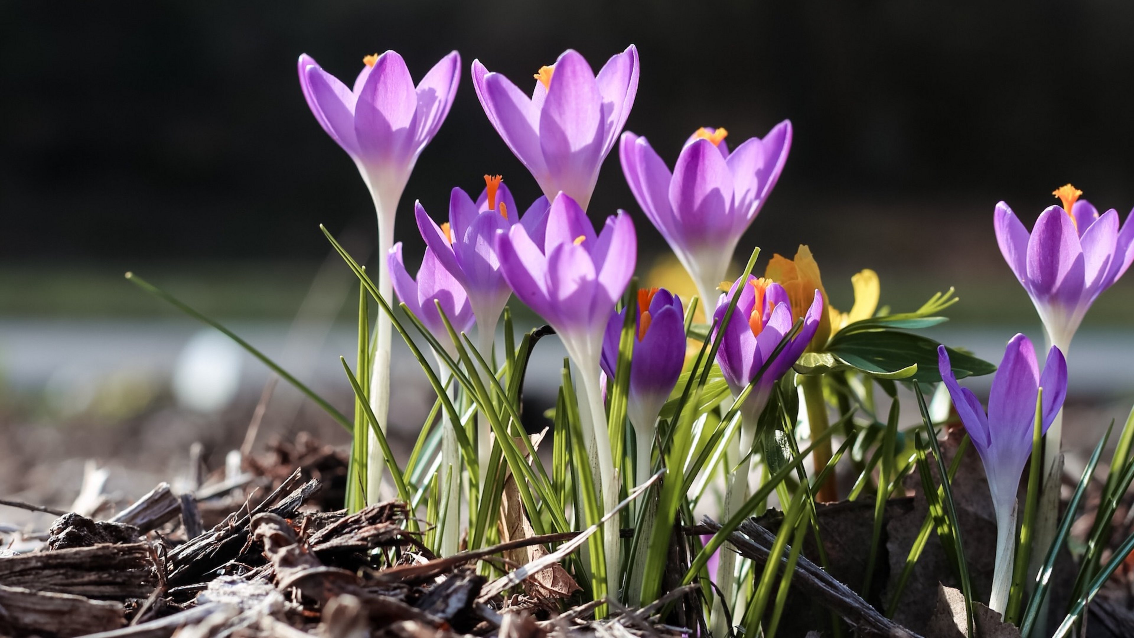 Frühlingsblüher Blumen im Wald bestimmen Eschenbach Optik