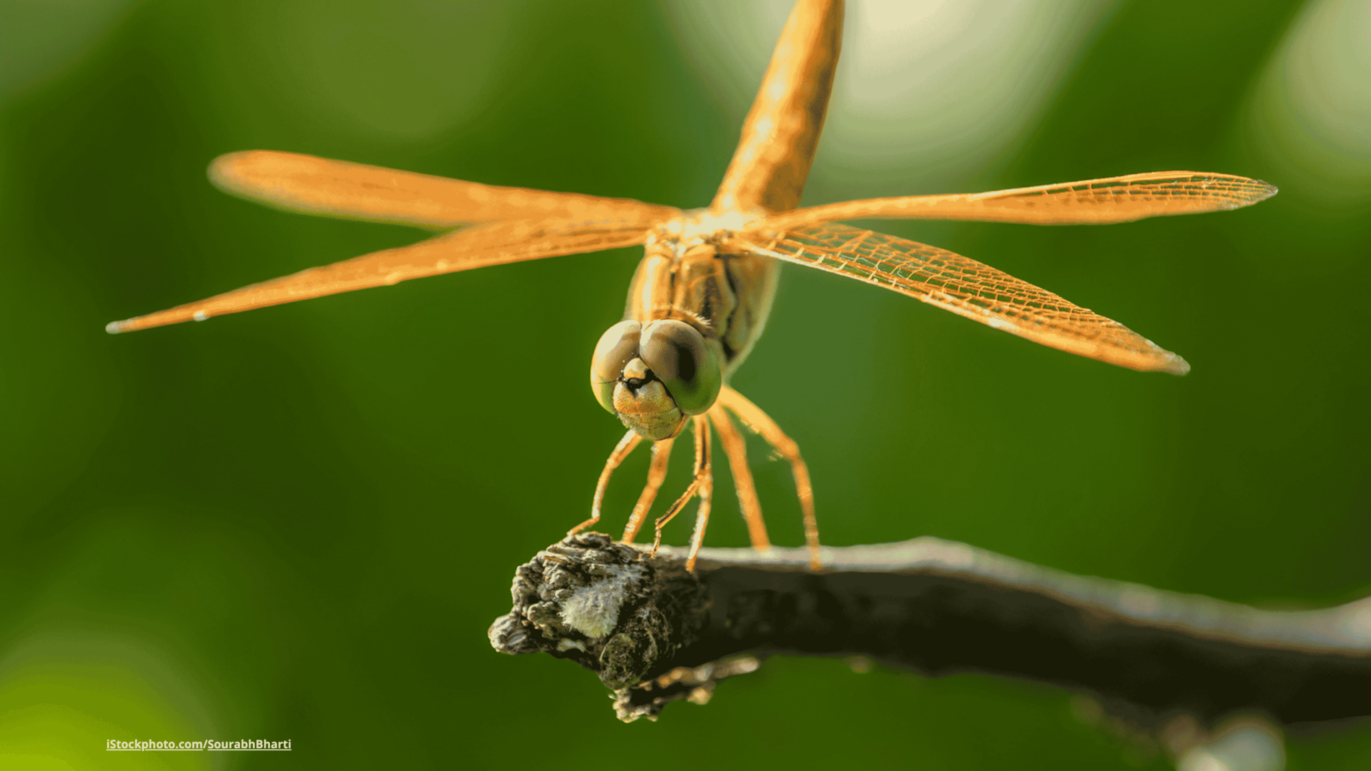 Eine Libelle auf einem Ast.