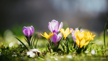 Das Foto zeigt blühende Krokusse im Sonnenlicht auf einer Wiese.