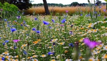 Das Bild zeigt eine Wiese voller Wildblumen.