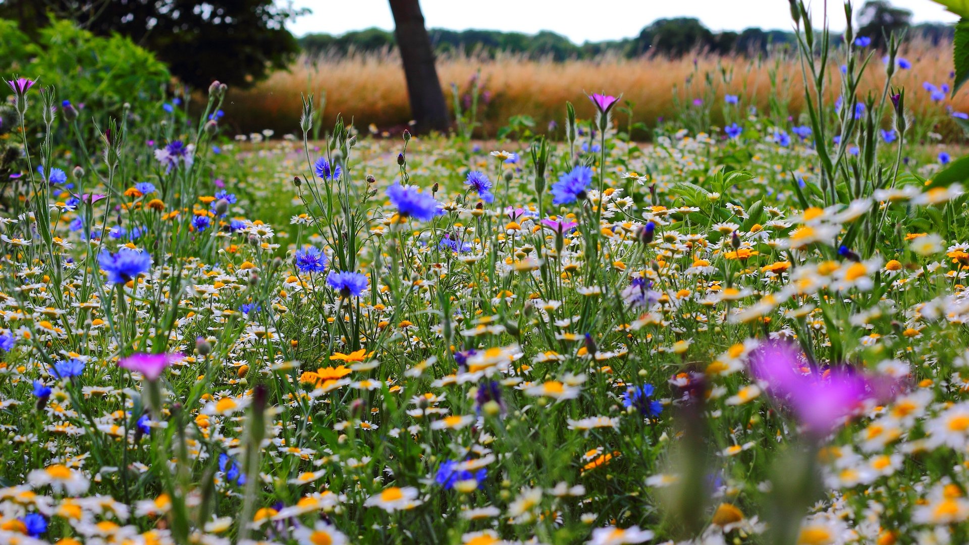 Das Bild zeigt eine Wiese voller Wildblumen.