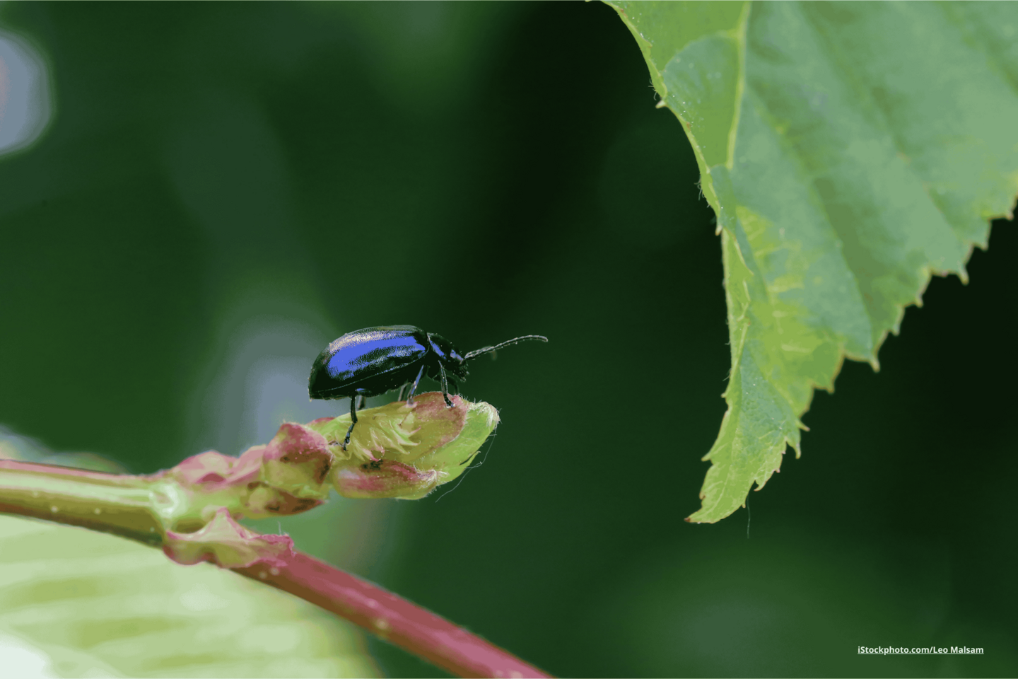 Das Foto zeigt einen Blaukäfer auf einem Ast im Wald.