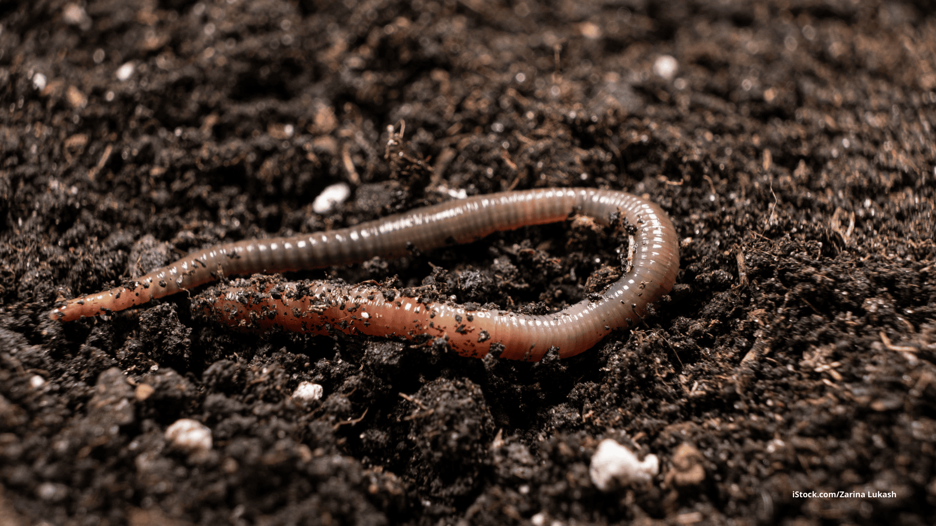 Das Foto zeigt einen großen Regenwurm in der schwarzen Erde in Nahaufnahme.